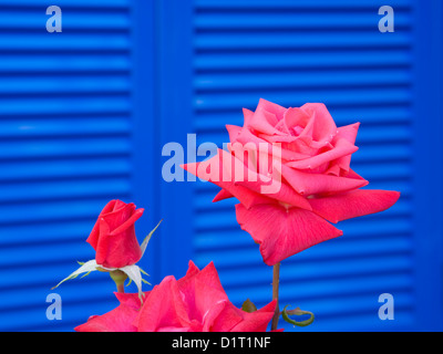 Colònia de Sant Pere, Mallorca, Balearen, Spanien. Rosa Rosen und blauen Fensterläden. Stockfoto