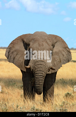 Ein großer Elefantenbulle im Etosha Nationalpark, Namibia Stockfoto