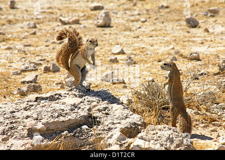 Zwei Eichhörnchen in der heißen Wüstensonne Stockfoto