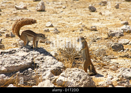 Zwei Eichhörnchen in der heißen Wüstensonne Stockfoto