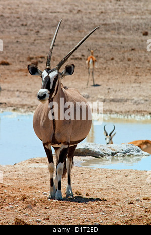 Ein Oryx an einer Wasserstelle im Etosha National Park Stockfoto