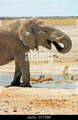 Ein großer Elefantenbulle an einer Wasserstelle in Etosha Nationalpark, Namibia Stockfoto