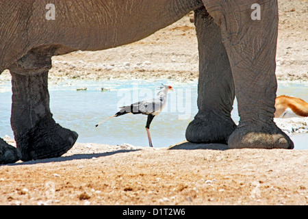 Ein großer Elefantenbulle an einer Wasserstelle in Etosha Nationalpark, Namibia Stockfoto