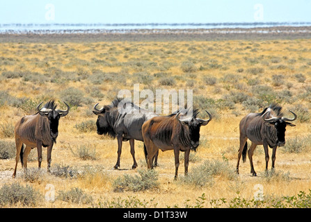 Gnus neben Salzpfanne in Etosha, Namibia Stockfoto