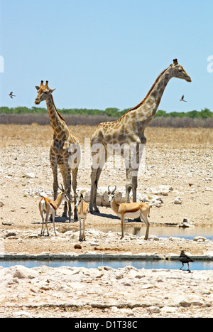 Giraffen am Wasserloch in Etosha, Namibia Stockfoto