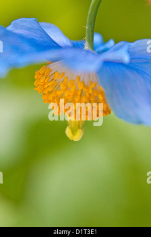 Nord-Amerika. Kanada. Victoria. Selektiven Fokus von Himalayan Blue Poppy Stockfoto