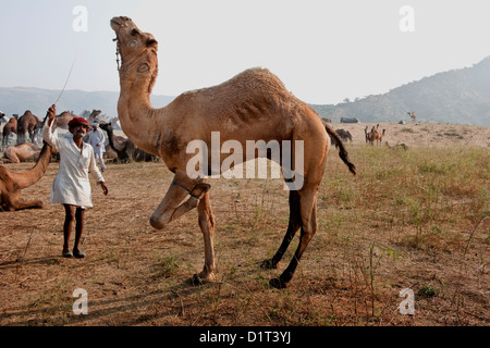 Ein Kamel Rajasthani Handel in einer roten Turbanr bildet ein Kamel in der Wüste bei der Messe in Rajasthan in Indien Pushkar Camel sitzen Stockfoto