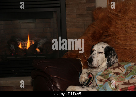 Ein English Setter Hund liegt auf der Couch vor einem Kamin. Stockfoto