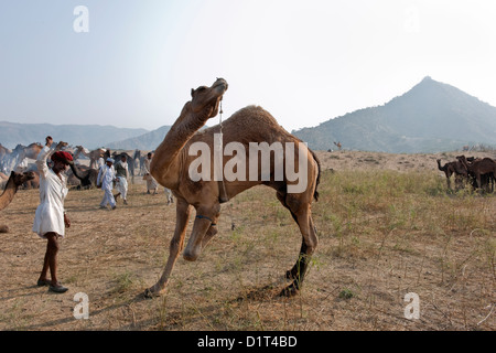 Ein Kamel Rajasthani Handel in einer roten Turbanr bildet ein Kamel in der Wüste bei der Messe in Rajasthan in Indien Pushkar Camel sitzen Stockfoto