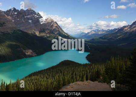 Blick von einem Aussichtspunkt über den türkisfarbenen Peyto Lake, umgeben von dichtem Nadelwald und schroffen Gipfeln. Banff-Nationalpark, Alberta, Kanada Stockfoto
