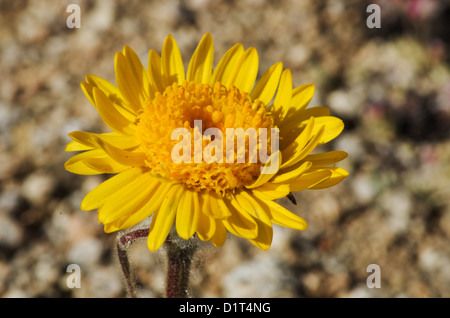 Makro-Bild Hulsea Algida oder Alpine gold gelbe Wildblume Stockfoto