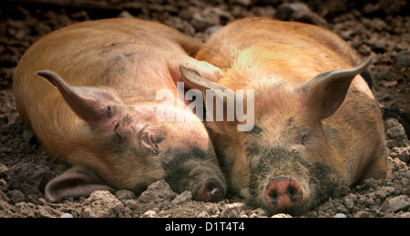 Glücklich wie Schweine im Dreck - zwei Schweine kuscheln Stockfoto