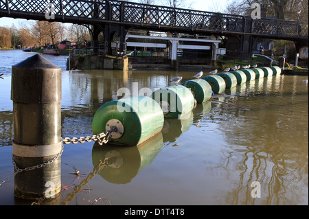 Jesus Lock Fußgängerbrücke mit Sicherheitsgitter angebunden Bojen am Fluss Cam, Cambridge, England, UK. Stockfoto