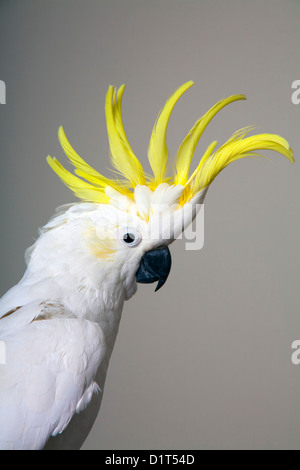 Kamm, aufgewachsen auf einem Schwefel Crested Cockatoo - Australian Native Papagei Stockfoto