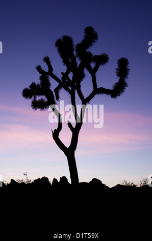 vertikales Bild von Joshua Baum Silhouette gegen eine blaue Dämmerung Himmel Stockfoto