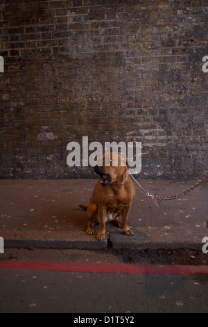 Wütend Kastanien, Pitbull Terrier an der Leine, an der Seite der Straße Stockfoto