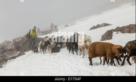 Transhumanz, wandern die große Schafe über das Ötztal Alpen zwischen Südtirol, Italien, und Nord-Tirol, Österreich. Stockfoto