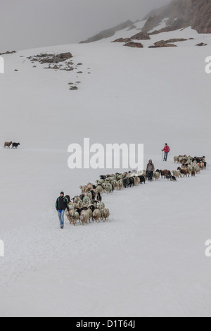 Transhumanz, wandern die große Schafe über das Ötztal Alpen zwischen Südtirol, Italien, und Nord-Tirol, Österreich. Stockfoto