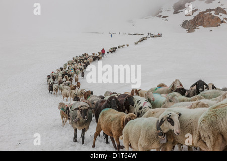 Transhumanz, wandern die große Schafe über das Ötztal Alpen zwischen Südtirol, Italien, und Nord-Tirol, Österreich. Stockfoto