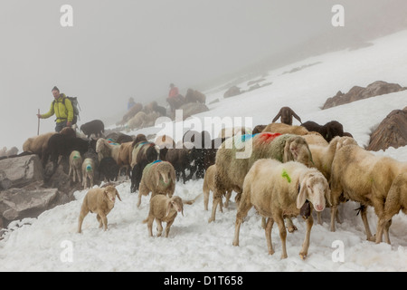 Transhumanz, wandern die große Schafe über das Ötztal Alpen zwischen Südtirol, Italien, und Nord-Tirol, Österreich. Stockfoto