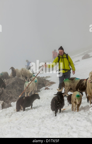 Transhumanz, wandern die große Schafe über das Ötztal Alpen zwischen Südtirol, Italien, und Nord-Tirol, Österreich. Stockfoto