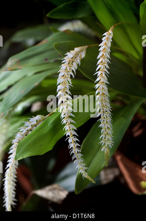 Heu-duftende Orchidee oder Schale-wie Dendrochilum, Dendrochilum Glumaceum, Orchidaceae. Philippinen, Süd-Ost-Asien. Stockfoto