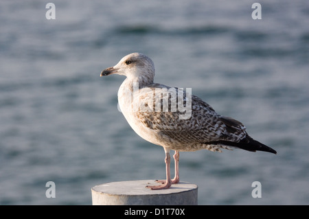 Warnemünde, Deutschland, eine Möwe im Hafen Stockfoto