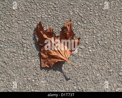 Im Herbst braun und getrocknete Blätter Stockfoto