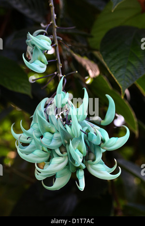 Die Jade Rebe, Strongylodon Macrobotrys, Fabaceae, Philippinen, Süd-Ost-Asien. Stockfoto