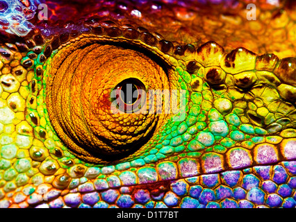 Foto von bunten Reptilien Auge, Closeup Kopfteil des Chamäleon, multicolor schuppiger Haut Eidechse, afrikanische Tier Stockfoto