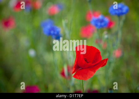 Einzelne rote Mohnblume im Bereich der Wildblumen in der Nähe von Carcassonne, Languedoc-Roussillon, Frankreich Stockfoto