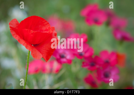 Einzelne rote Mohnblume im Bereich der Wildblumen in der Nähe von Carcassonne, Languedoc-Roussillon, Frankreich Stockfoto