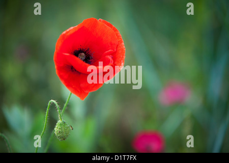 Einzelne rote Mohnblume im Bereich der Wildblumen in der Nähe von Carcassonne, Languedoc-Roussillon, Frankreich Stockfoto