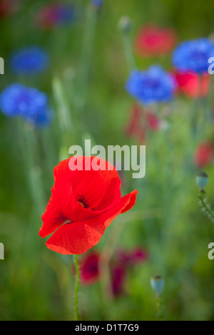 Einzelne rote Mohnblume im Bereich der Wildblumen in der Nähe von Carcassonne, Languedoc-Roussillon, Frankreich Stockfoto