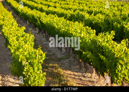 Reihen von Weinreben in der Nähe von Roussillon im Departement Vaucluse, Provence Frankreich Stockfoto