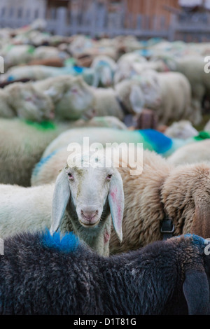 Transhumanz, wandern die große Schafe über das Ötztal Alpen zwischen Südtirol, Italien, und Nord-Tirol, Österreich. Stockfoto