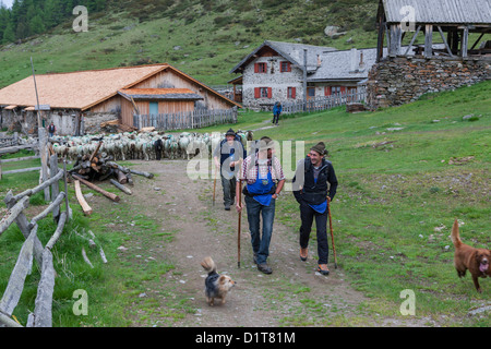 Transhumanz, wandern die große Schafe über das Ötztal Alpen zwischen Südtirol, Italien, und Nord-Tirol, Österreich. Stockfoto