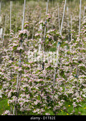 Apfel (Malus) wächst im Vinschgau-Tal (Val Venosta) in Südtirol (Alto Adige). Italien, Südtirol. Stockfoto