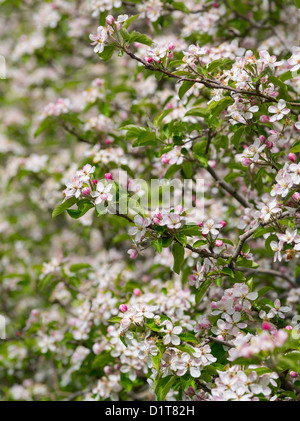 Apfel (Malus) wächst im Vinschgau-Tal (Val Venosta) in Südtirol (Alto Adige). Italien, Südtirol. Stockfoto