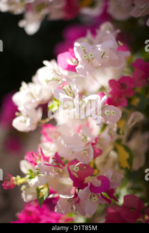 Rosa und weiße Bougainvillea bei strahlendem Sonnenschein Stockfoto