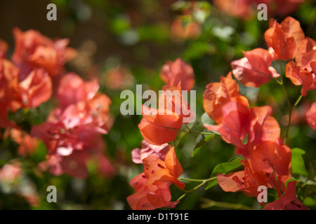 Rot orange bougainvillea Stockfoto