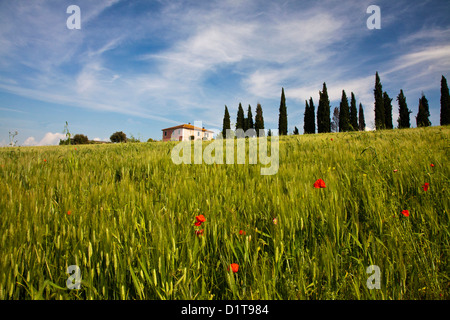 Europa, Italien, Toskana. Pienza. Villa mit Weizenfeldern, Zypressen und Mohn Stockfoto