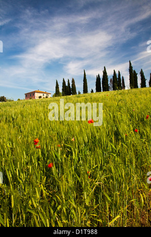 Europa, Italien, Toskana. Pienza. Villa mit Weizenfeldern, Zypressen und Mohn Stockfoto