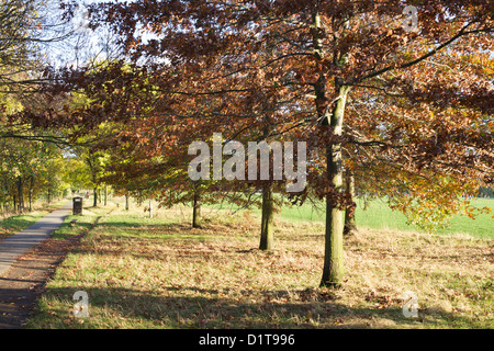 Reihe von Bäumen in der Herbstsonne neben einem Fußweg Stockfoto