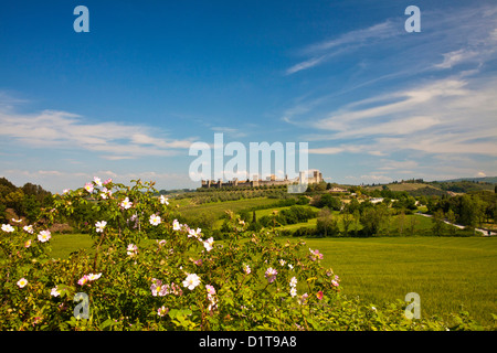 Europa, Italien, Toskana. Monteriggioni. Blick durch Rosen aus Weizenfeld der ummauerten Stadt. Stockfoto