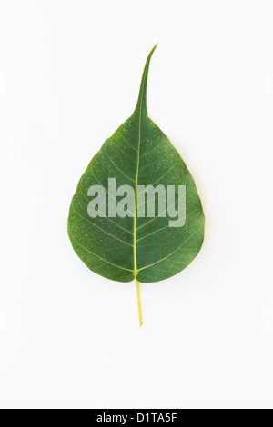 Ficus Religiosa. Heiligen Feigenbaum blatt-/Bodhi Baum Blatt Muster auf weißem Hintergrund Stockfoto