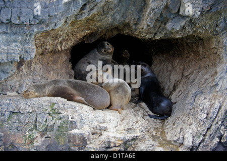 Südamerikanische (südlichen patagonischen) Seelöwen ruht in Höhle, Seno Ultima Esperanza (letzte Hoffnung Ton), Patagonien, Chile Stockfoto