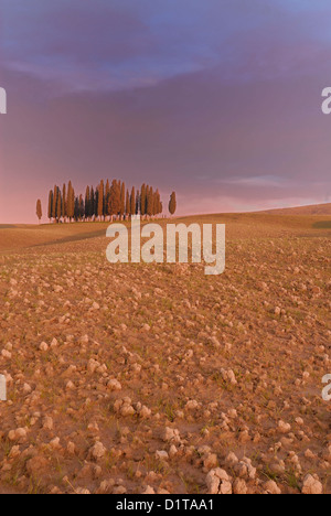 Die berühmte kleine Gruppe von Zypressen dreier von San Quirico d ' Orcia Val d ' Orcia Landschaften, Siena, Toskana, Italien Stockfoto