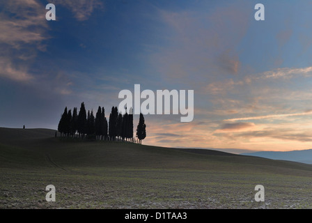 Die berühmte kleine Gruppe von Zypressen dreier von San Quirico d ' Orcia Val d ' Orcia Landschaften, Siena, Toskana, Italien Stockfoto