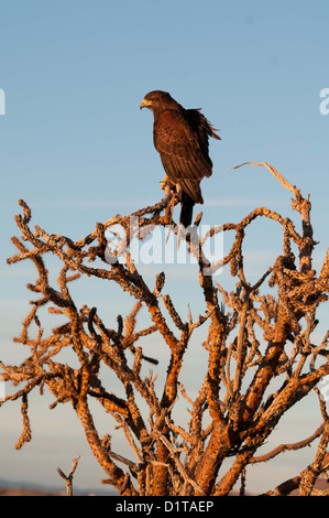 Harris Hawk (Parabuteo Unicinctus) auf Ocotillo Kaktus Stockfoto